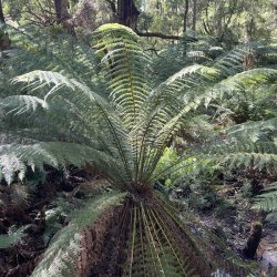 Greens Bush, Mornington Peninsula, Victoria - 01